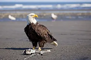 Raptor Prints: Bald Eagle -Haliaeetus leucocephalus- on the beach at Anchor Point on the Cook Inlet