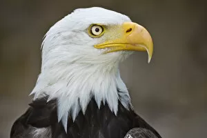 Images Dated 17th August 2014: Bald Eagle -Haliaeetus leucocephalus-, captive, Bavaria, Germany