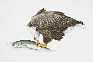 Birds Of Prey Collection: Bald Eagle, Haliaeetus leucocephalus, eating fish