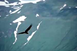 Art Wolfe Photography Prints: Bald eagle (Haliaeetus leucocephalus) in flight
