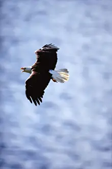 Art Wolfe Photography Prints: Bald eagle (Haliaeetus leucocephalus) in flight