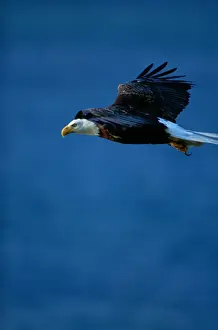 Art Wolfe Photography Prints: Bald eagle (Haliaeetus leucocephalus) in flight