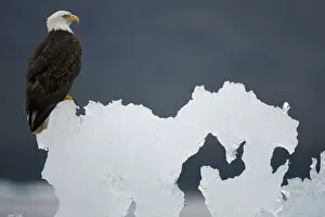Bald Eagle on Iceberg, Alaska