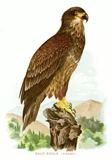 Images Dated 20th April 2017: Bald eagle lithograph 1897