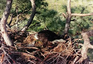 Bald Eagle Mother with Infant Eagle in Their Nest