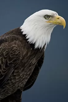 Images Dated 4th July 2007: Bald Eagle, Tongass National Forest, Alaska