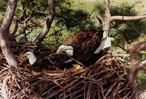 Bald Eagles in a Nest