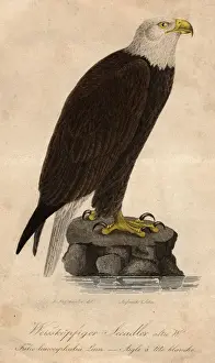 Bald Headed Eagle