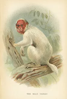 Images Dated 9th October 2017: Bald uakari primate 1894
