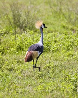 Images Dated 10th June 2008: (Balearica regulorum regulorum) South African Crowned Crane