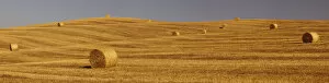 Hilly Landscape Gallery: Bales of straw on a harvested field, Tuscany, Italy, Europe
