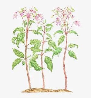 balsaminaceae, botany, cut out, flower, himalayan balsam, impatiens, impatiens grandiflora