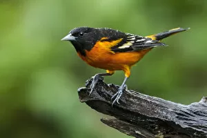 Images Dated 7th September 2017: Baltimore Oriole