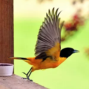 Images Dated 17th August 2012: Baltimore Oriole