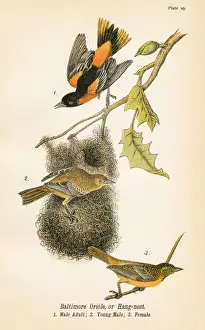 Nest Prints: Baltimore oriole bird lithograph 1890