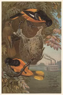 Steamboat Gallery: Baltimore oriole (Icterus galbula), lithograph, published in 1882