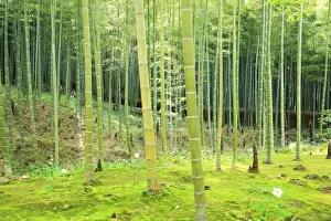 Bamboo, Arashiyama, Kyoto