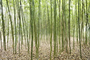 Grove Collection: Bamboo -Bambus fargesia- grove, near Bad Krozingen, Baden-Wuerttemberg, Germany