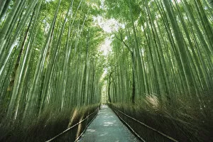 Images Dated 21st May 2015: Bamboo forest, Kyoto, Japan
