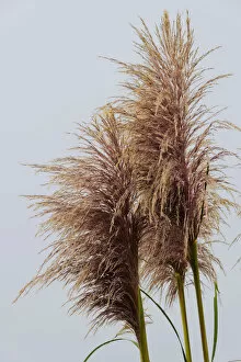 Images Dated 5th September 2012: Bamboo grass -Pogonatherum paniceum- on the Pacific Coast, California, United States