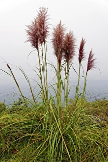 Images Dated 5th September 2012: Bamboo grass -Pogonatherum paniceum- on the Pacific Coast, California, United States