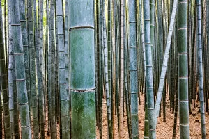 Images Dated 5th April 2018: Bamboo grove, Arashiyama, Kyoto, Japan