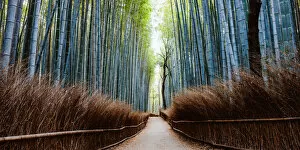 Images Dated 5th April 2018: Bamboo grove panoramic, Arashiyama, Kyoto, Japan