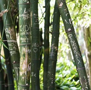 Images Dated 30th November 2012: Bamboo incised with names