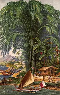 Bamboo Plant
