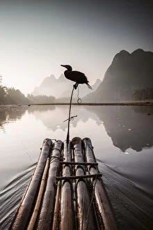 Images Dated 12th October 2013: Bamboo raft with cormorant, Li river, China