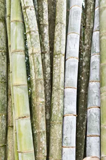 Images Dated 24th May 2013: Bamboo, thick stems and leaves, Nahampoana Reserve, nature park, Fort-Dauphin or Tolagnaro