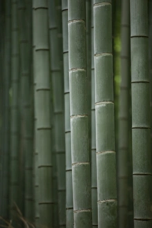 Bamboo Grove Gallery: Bamboo trunks