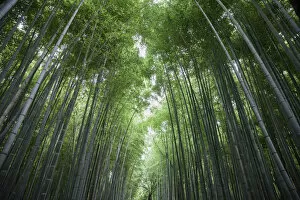 Bamboo Grove Gallery: Bamboo trunks, low view