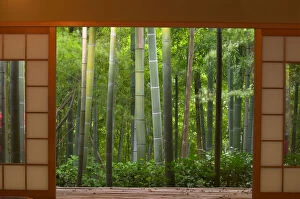 Bamboo as viewed through tea house windows, Kyoto, Honshu, Japan