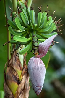 Harry Laub Travel Photography Collection: Banana blossom (Musa), perennial plant with flower, Costa Rica