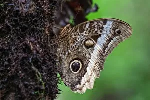 Harry Laub Travel Photography Collection: Banana Butterfly (Caligo atreus), Mistico Arenal Suspension Bridge Park, Mistico Arenal