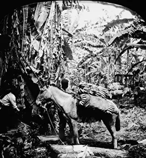 Costa Prints: Banana Laden Beast