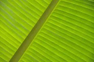 Banana leaf (Musa), detailed view, Vietnam, Southeast Asia