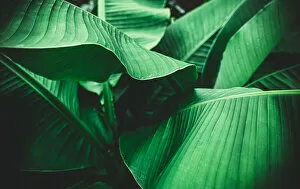 Banana leaves are green nature