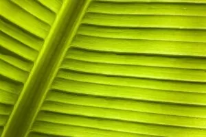 Banana -Musa sp.-, detail of leaf, Cornwall, England, United Kingdom