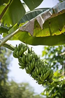 Images Dated 23rd February 2013: Banana Plant -Musa paradisiaca-, Peermade, Kerala, India