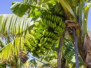Images Dated 16th April 2014: Banana plantation, near Tazacorte, La Palma, Canary Islands, Spain