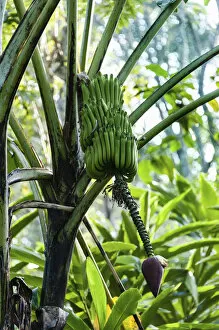 Images Dated 5th April 2012: Banana tree, banana -Musa paradisiaca-, Kumily, Kerala, India
