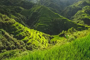 Images Dated 2nd July 2011: Banaue rice fields