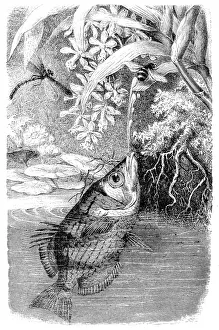 Animal Fin Prints: Banded Archerfish (Toxotes Jaculator)