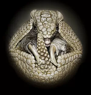 Images Dated 25th May 2011: Three Banded Armadillo Rolled Into a Ball