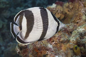 Delicate Gallery: Banded Butterflyfish on tropical coral reef