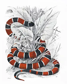 Banded coral snake - Hand colored illustration from Das Buch der Welt 1848