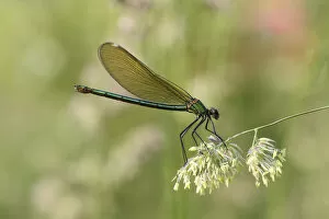 Images Dated 8th June 2014: Banded Demoiselle or Banded Agrion -Calopteryx splendens-, female on a blade of grass