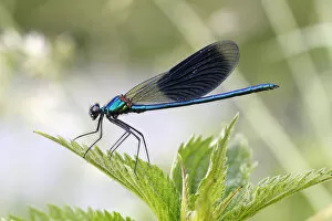 Images Dated 7th June 2014: Banded Demoiselle or Banded Agrion -Calopteryx splendens-, male on a leaf, Huhnermoor nature reserve